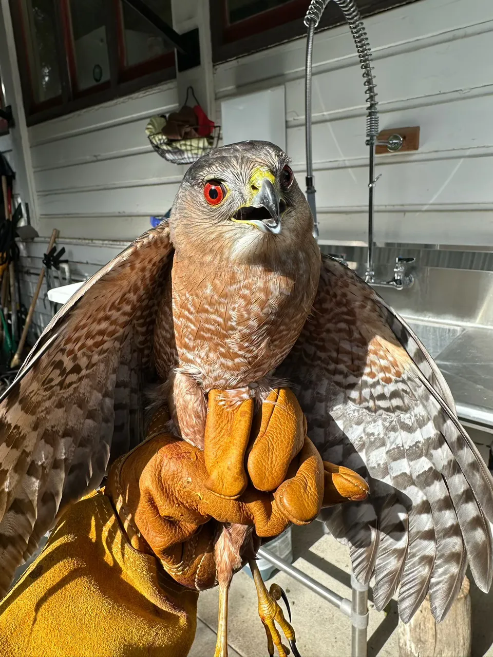 Raptor Rescue 18